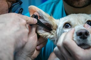 https://ml9n9pnydr5k.i.optimole.com/w:auto/h:auto/q:mauto/f:best/https://www.snugharbormarina.net/wp-content/uploads/2021/05/Veterinarian-Marketing-Tips-3.png