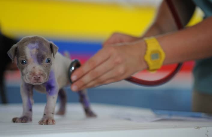 Veterinarian Marketing Tips