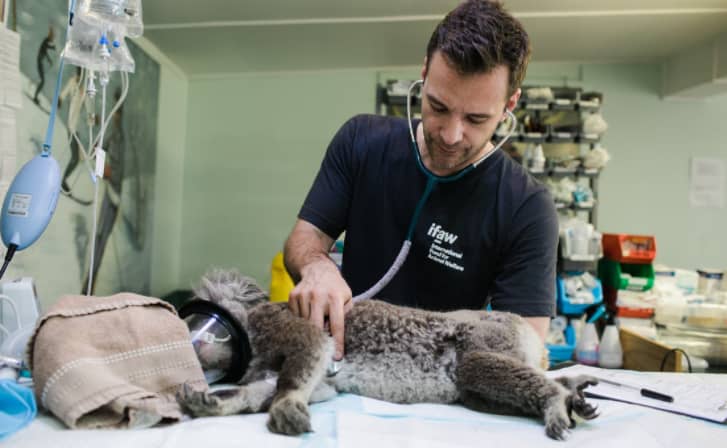 Veterinarian Marketing Tips